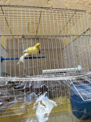 طيور كناري للبيع