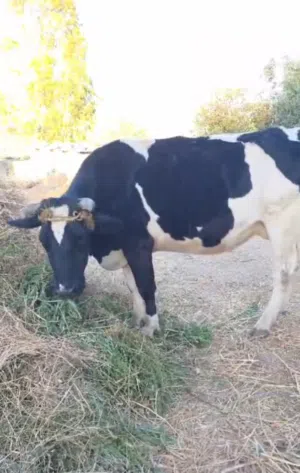بقره بالشهر التاسع