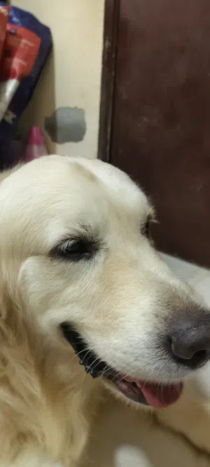 Pet Boarding