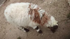 أغنام عدد 3 ثنين نثايه واحد فحل شرط صحه مكان الزبير