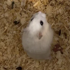 Hamster for Sale with Full Setup    هامستر  جاهز مع أغراضه كاملة