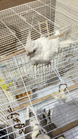 كروان للبيع