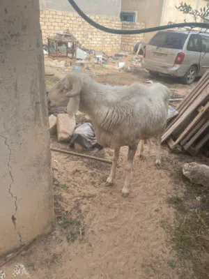 خروف للبيع