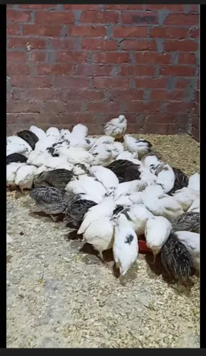مطلووووب سمان  ولايه صور