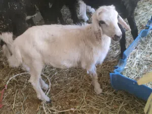 للبيع كبش مرضاع . .