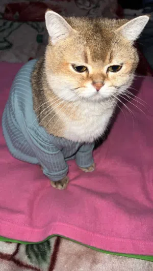 ذكر سكوتش للتزاوج