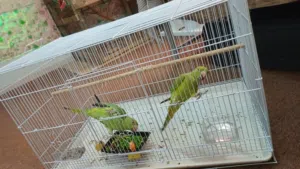 green parrot pair, good condition, healthy active for more information