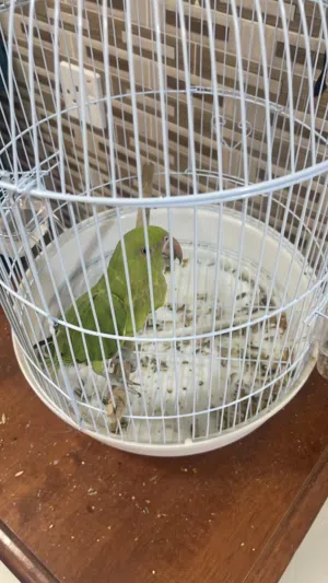 ببغاء دره هنديه للبيع