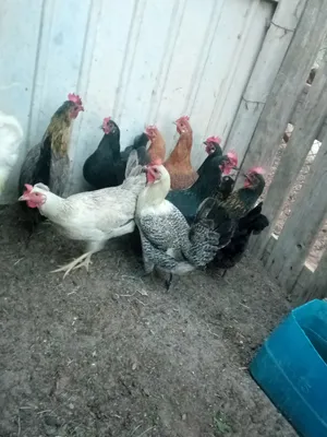 دجاج للبيع  العدد 12طرف  وديك واحد  دجاج ما شاء الله  يبيض
