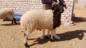 خرفان برقي لحم او طلوقة للبيع