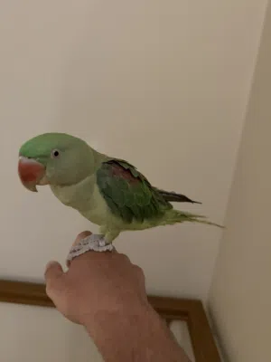 ببغاء درة نيبالي