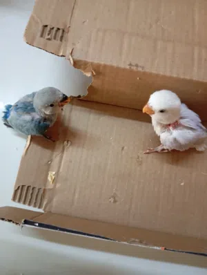 فرخين روز واحد ازرق فاتح و واحد ابيض