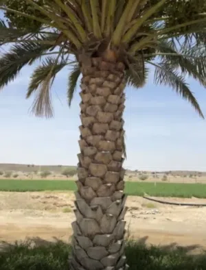 نخيل للبيع (نخيل عدد كبير ارتفاع 4 متر وأقل للبيع )