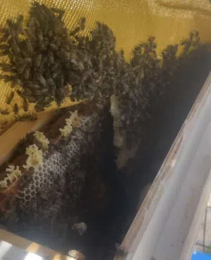 منحل للبيع عدد 14 خلية ملكات جديدة حضنة فول براويز مختلفة كثافة ممتازة