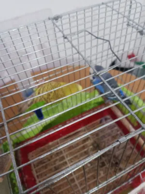 جوز طيور حب/بادجي