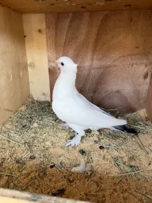 piegons omani 5 piegons fancy 2