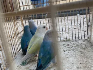 سلام عليكم زوز كوبيات روز للبيع امصوقرات بي الموس ربي ايبارك كوبيه تحتها اربعه دحيات وكوبيه كيف اتلف
