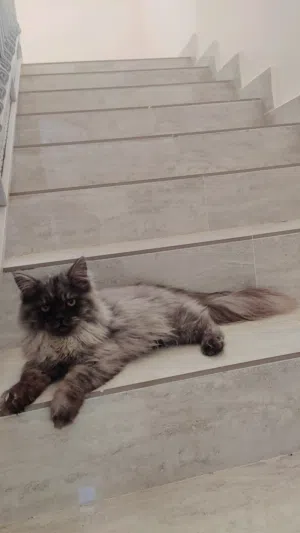 قطه شيرازيه جميله