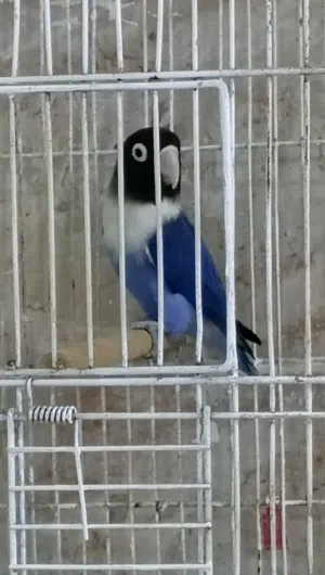 متاح نتايه بير سوناتا درجه