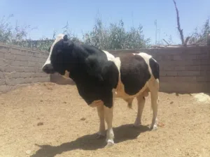 عجل استرالي للبيع