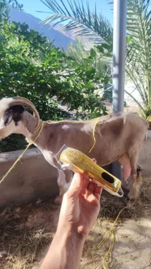اقوى مكينة حلاقة الاغنام