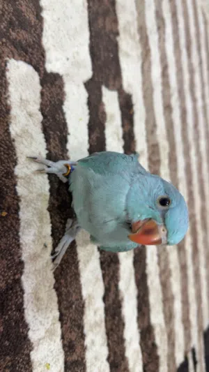 فرخ الدره متدرب اليف جداً نهايه غر مع جميع مستلزماته