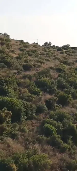 6دونمات ونصف للبيع في قريه صيدا