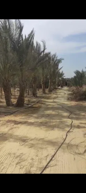 مزرعه 10فدان بوادي النطرون