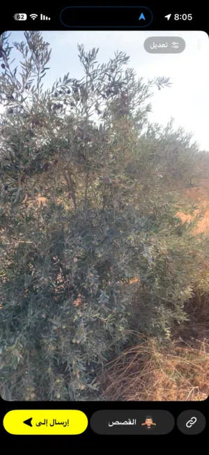 Farm Land for Sale in Amman Other