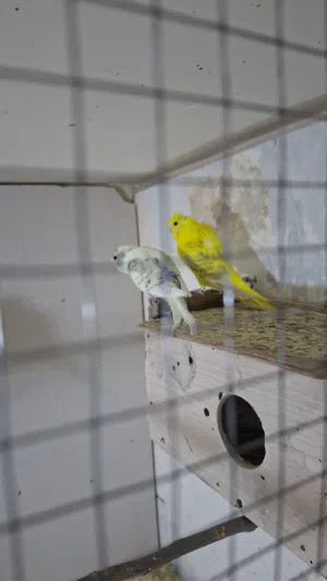 طيور حب هوجو روم . بلدي للبيع