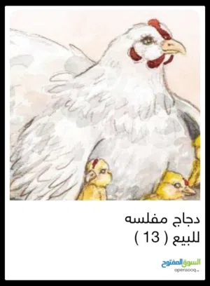 دجاجة امفلسة
