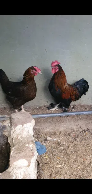 متاح ديج ودجاجه بياضه سعر ب35 مكان بغداد نفق الشرطة متاح ديج ودجاجه بياضه سعر ب35 مكان بغداد نفق الش