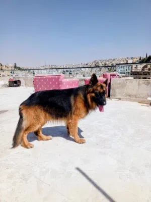 كلب جيرمن شيبرد بيور