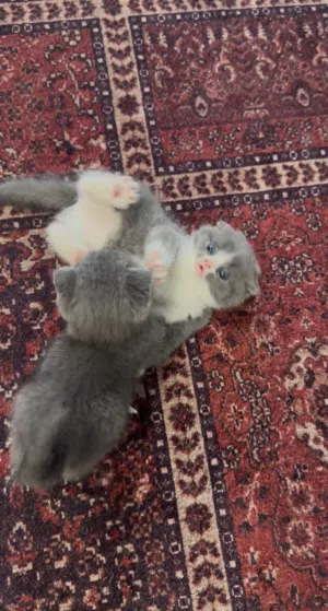 قطط سكوتش ملون