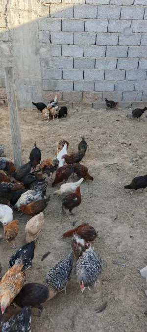 دجاج للبيع: 35