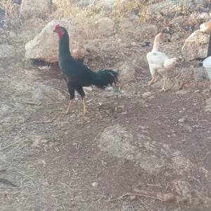 طقم دجاج باكستاني