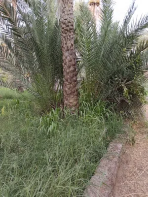 فسائل أو صرم تقليدي