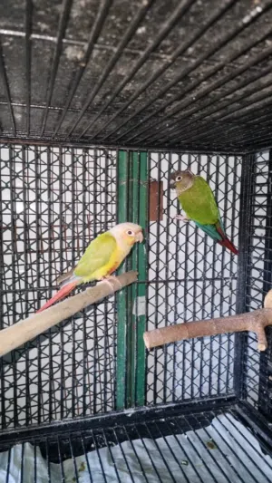 green  conure pair