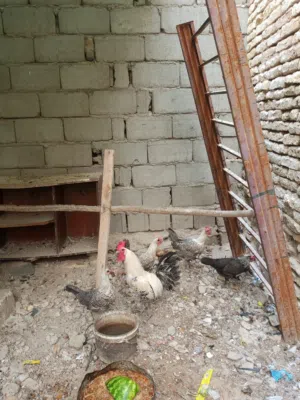 دجاج فيومي