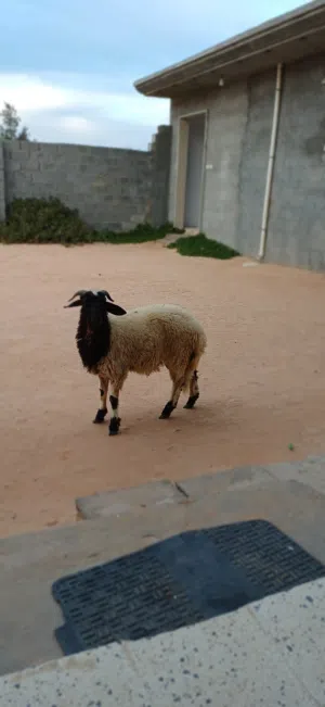 حولي وطني عمره 7شهور