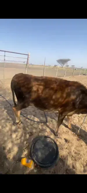 للبيعبقره العمر سنتين