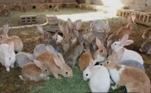 أرانب للبيع بصحة ممتازة