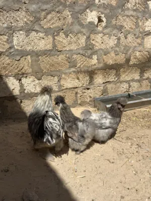 دجاجتين وديك قطني