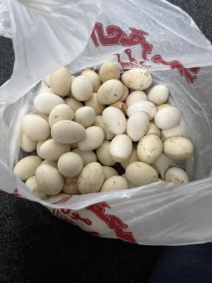بيض بلدي للبيع