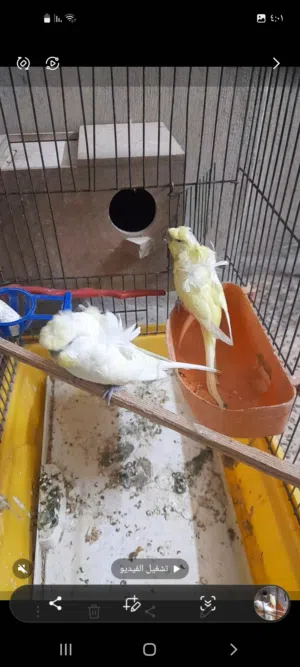 جوزين فلشر شغلات وجوز حب هوقو رومو وردتين كرست