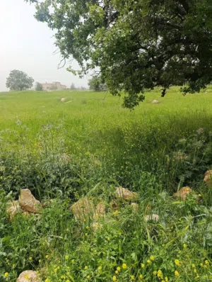 Farm Land for Sale in Zarqa Al-Alouk