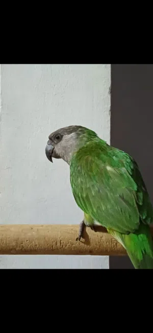 مطلوب ببغاء سنغالي بصحه جيدا