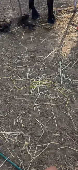 يوجد سماد بقر وغنم مكس  مجانن تعال وحمل