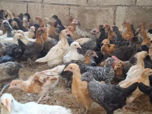 فراخ جاج بلدي صحه ونظافه ماخذات جميع المطاعيم