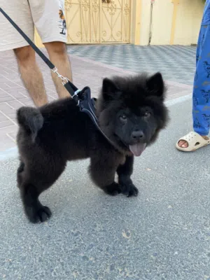Male Chow Chow Puppy 3 Months Old